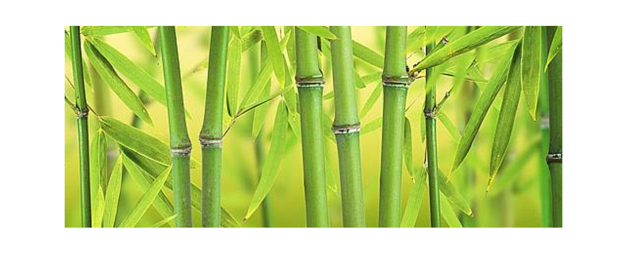 Bambusová viskóza a její výhody